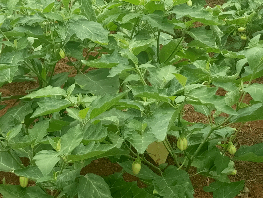 okars garden eggs plant 2