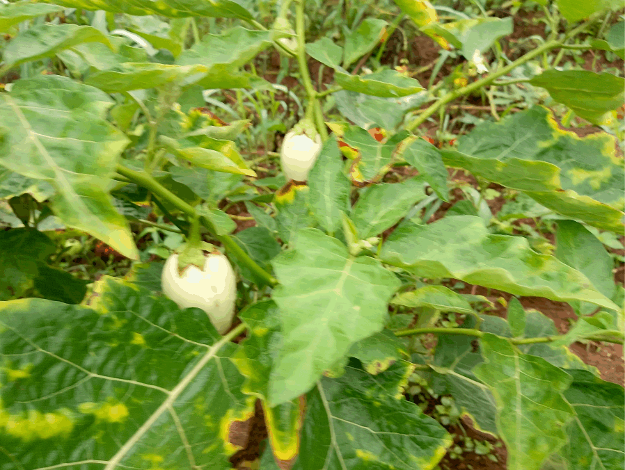 okars garden eggs plant