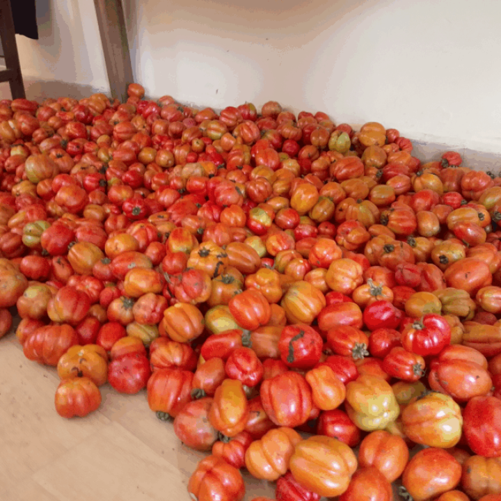 okars tomatoes